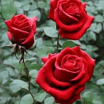 Rosas rojas para incienso de India